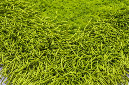 Green Thick Dense Pile Super Soft Rug